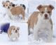 Olde English Bulldogge Puppies for sale in Spokane, WA, USA. price: $2,800