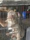 Olde English Bulldogge Puppies for sale in Spanaway, WA, USA. price: $500