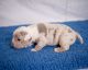 Olde English Bulldogge Puppies for sale in Ann Arbor, MI, USA. price: NA