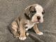 Olde English Bulldogge Puppies for sale in Chetek, WI 54728, USA. price: $2,200