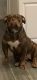 Olde English Bulldogge Puppies for sale in MAYFIELD VILLAGE, OH 44143, USA. price: NA