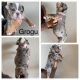 Olde English Bulldogge Puppies for sale in Patterson, CA 95363, USA. price: NA
