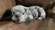 Olde English Bulldogge Puppies for sale in Jersey Shore, PA 17740, USA. price: NA