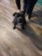 Olde English Bulldogge Puppies for sale in Crandall, TX 75114, USA. price: $500