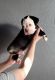 Olde English Bulldogge Puppies for sale in Cibolo, TX, USA. price: $2,000