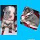 Olde English Bulldogge Puppies for sale in Wyandotte, MI, USA. price: NA
