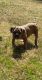 Olde English Bulldogge Puppies for sale in McKinney, TX 75071, USA. price: NA