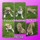 Olde English Bulldogge Puppies for sale in New Washington, OH 44854, USA. price: NA