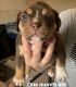 Olde English Bulldogge Puppies for sale in GLMN HOT SPGS, CA 92583, USA. price: NA