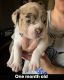 Olde English Bulldogge Puppies for sale in GLMN HOT SPGS, CA 92583, USA. price: $3,000