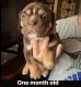 Olde English Bulldogge Puppies for sale in GLMN HOT SPGS, CA 92583, USA. price: $3,000
