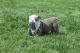 Olde English Bulldogge Puppies for sale in Antioch, IL 60002, USA. price: NA