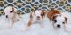 Olde English Bulldogge Puppies for sale in Dothan, AL, USA. price: $1,200