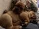 Olde English Bulldogge Puppies for sale in Canaan, NH 03741, USA. price: NA