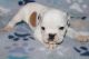 Olde English Bulldogge Puppies for sale in Ellis County, TX, USA. price: NA