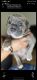 Olde English Bulldogge Puppies for sale in Chicago, IL, USA. price: $1,000