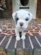 Olde English Bulldogge Puppies for sale in Guyton, GA 31312, USA. price: $2,500