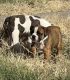 Olde English Bulldogge Puppies for sale in Moody, TX 76557, USA. price: NA