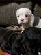 Olde English Bulldogge Puppies for sale in N2738 County Rd F, Humbird, WI 54746, USA. price: $2,000