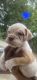 Olde English Bulldogge Puppies for sale in McCalla, AL 35111, USA. price: NA