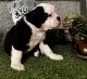Olde English Bulldogge Puppies for sale in N2738 County Rd F, Humbird, WI 54746, USA. price: NA