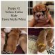 Olde English Bulldogge Puppies for sale in Picayune, MS 39466, USA. price: $3,000