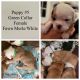 Olde English Bulldogge Puppies for sale in Picayune, MS 39466, USA. price: NA