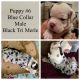 Olde English Bulldogge Puppies for sale in Picayune, MS 39466, USA. price: $4,000