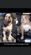 Olde English Bulldogge Puppies for sale in Valley Center, CA, USA. price: $500,800