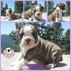 Olde English Bulldogge Puppies for sale in Orofino, ID 83544, USA. price: $2,000