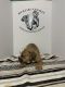 Olde English Bulldogge Puppies for sale in Maxton, NC 28364, USA. price: NA