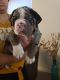 Olde English Bulldogge Puppies for sale in Phoenix, AZ, USA. price: NA
