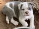 Olde English Bulldogge Puppies for sale in Bowman, GA 30624, USA. price: $1,500