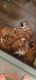 Olde English Bulldogge Puppies for sale in Houston, TX, USA. price: $1,000