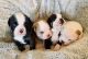 Olde English Bulldogge Puppies for sale in Seguin, TX 78155, USA. price: NA