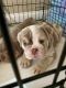 Olde English Bulldogge Puppies for sale in Castle Shannon, PA, USA. price: NA