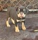Olde English Bulldogge Puppies for sale in Indianola, MS 38751, USA. price: $1,000