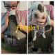 Olde English Bulldogge Puppies for sale in Friedens, PA 15541, USA. price: NA