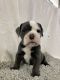 Olde English Bulldogge Puppies for sale in Chetek, WI 54728, USA. price: $2,200