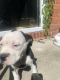 Olde English Bulldogge Puppies for sale in Charlotte, NC 28214, USA. price: NA