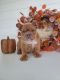 Olde English Bulldogge Puppies for sale in Shipshewana, IN 46565, USA. price: $1,500