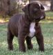 Olde English Bulldogge Puppies for sale in Richfield, UT 84701, USA. price: NA