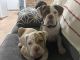 Olde English Bulldogge Puppies for sale in 210 E Cates St, Bridgeport, TX 76426, USA. price: $3,000