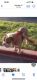 Olde English Bulldogge Puppies for sale in San Antonio, TX 78216, USA. price: $1,200