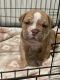 Olde English Bulldogge Puppies for sale in Dallas, TX, USA. price: $750