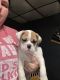 Olde English Bulldogge Puppies for sale in Jeannette, PA, USA. price: NA