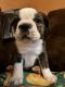 Olde English Bulldogge Puppies for sale in Los Angeles, CA 90061, USA. price: $1,800