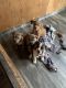 Olde English Bulldogge Puppies for sale in Pembroke, ME 04666, USA. price: NA