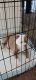 Olde English Bulldogge Puppies for sale in Union City, CA 94587, USA. price: $3,000