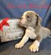 Olde English Bulldogge Puppies for sale in Lexington, NE 68850, USA. price: NA